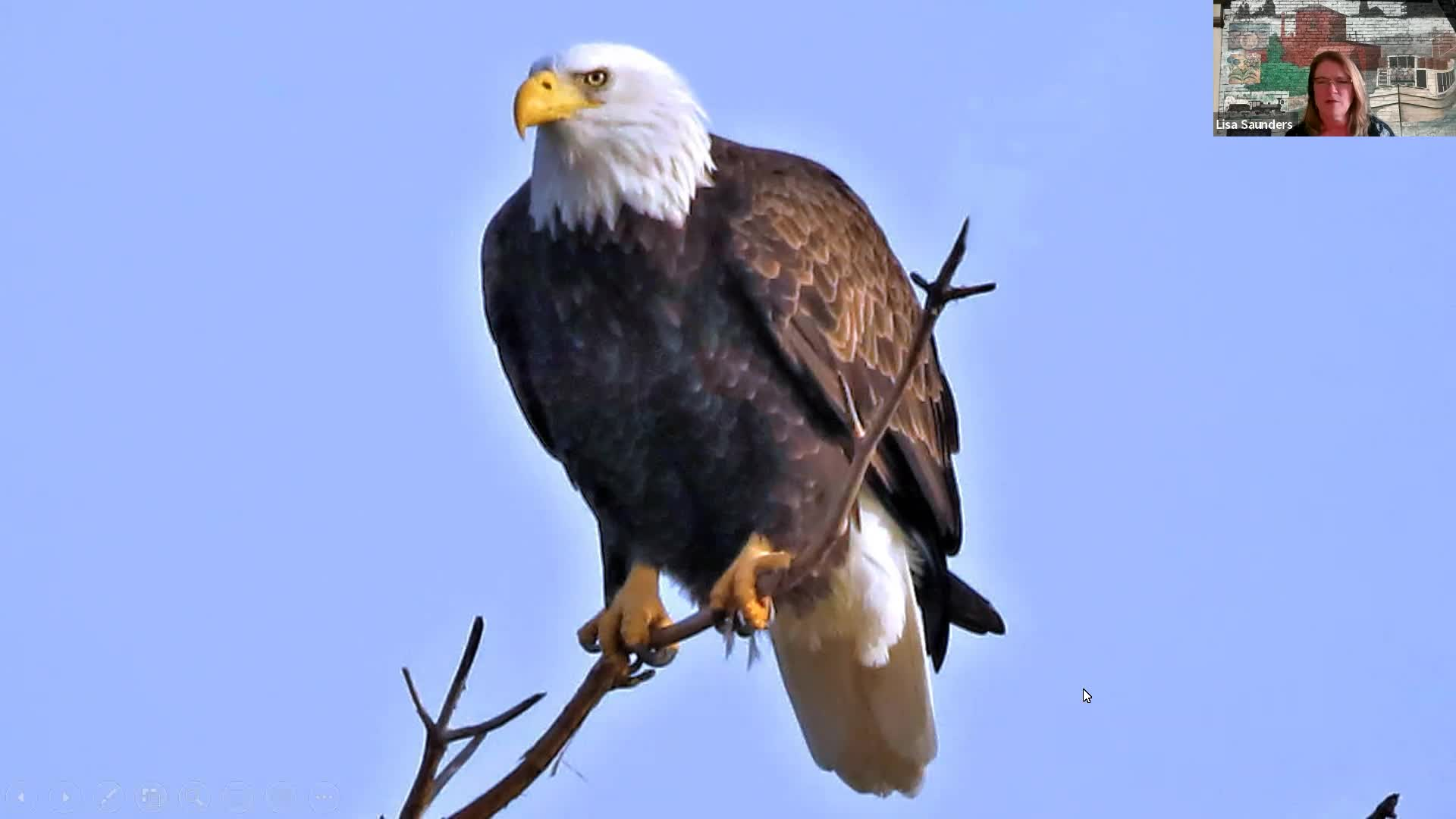 Thumbnail image for Wildlife in Baldwinsville II, Photos by Paul Pacelli - 11/10/2022