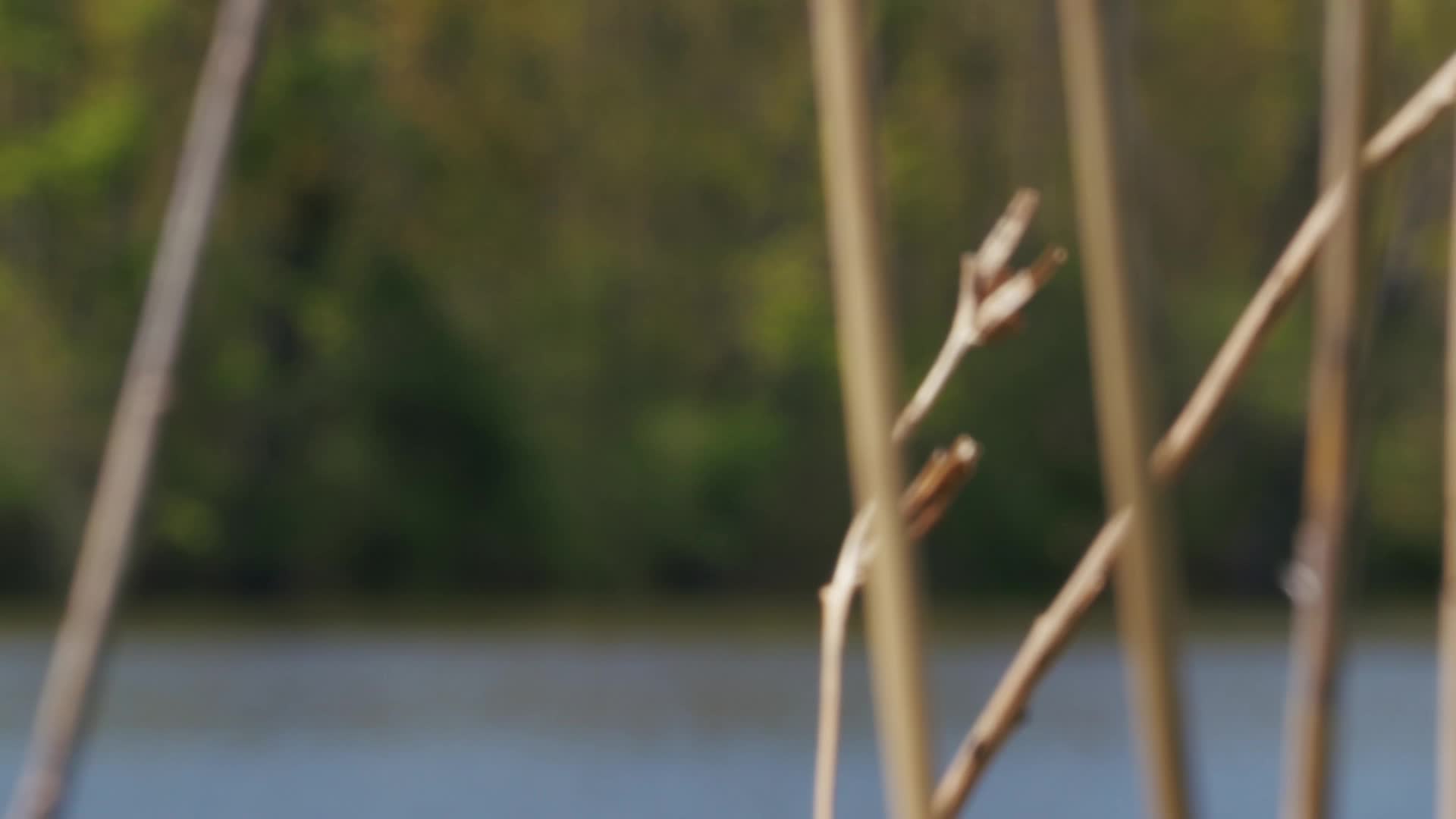 Thumbnail image for Wild Carp Classic Tournament - 05/12/2025