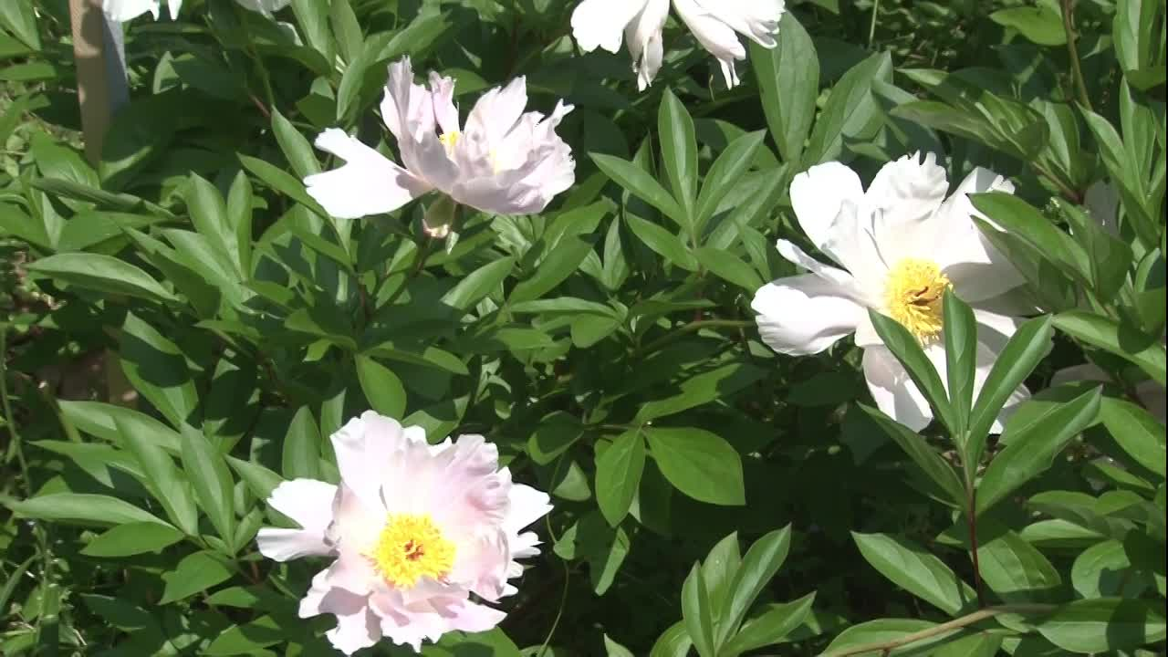 Thumbnail image for Peonies 2021 Shacksboro Museum