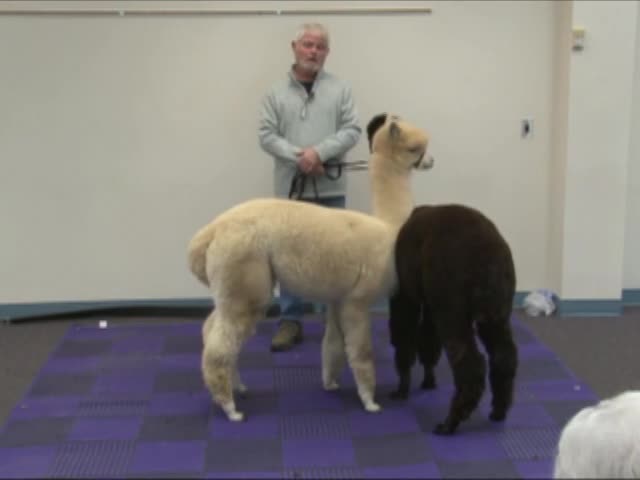 Thumbnail image for FOL - Alpacas with Bill Bundy - 11/30/2017