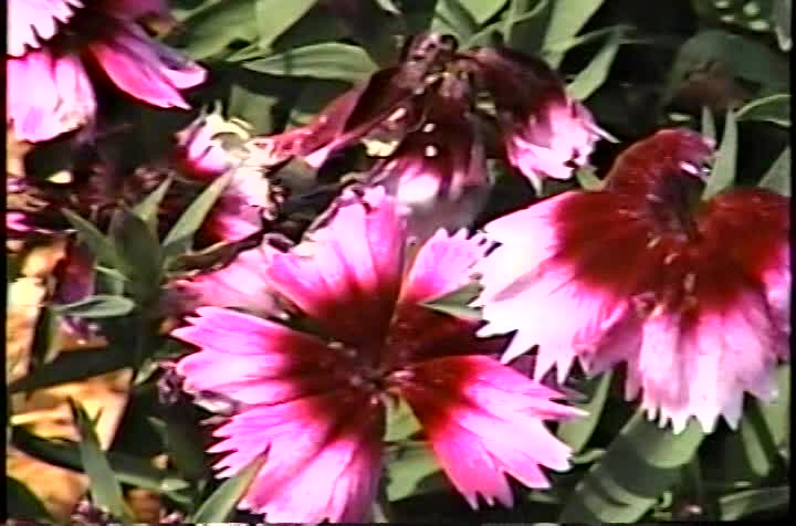 Thumbnail image for Gardens of Bville Floral Interlude