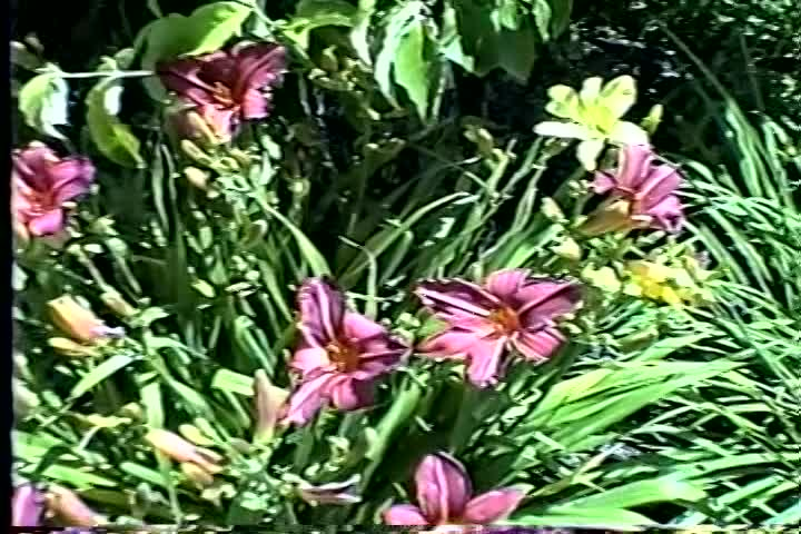 Thumbnail image for Summer Flowers - Cathy Loperfido - July 2009