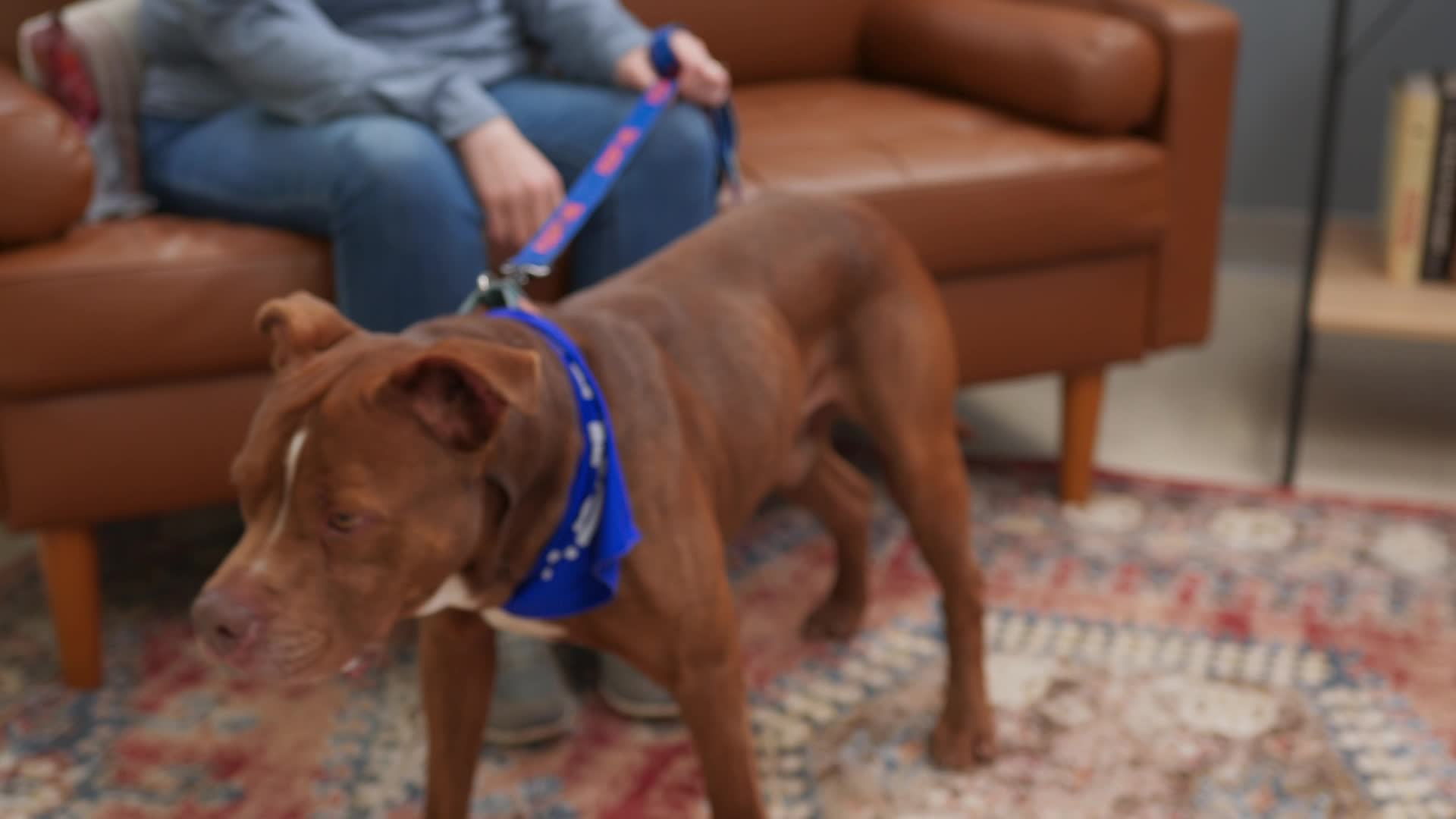 Thumbnail image for Second Chance Adoption - 04/19/2024