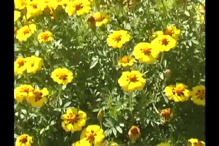 Thumbnail image for Flowers of Campobello September 2016