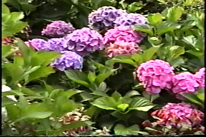 Thumbnail image for Flowers of Victoria, British Columbia - August 2008