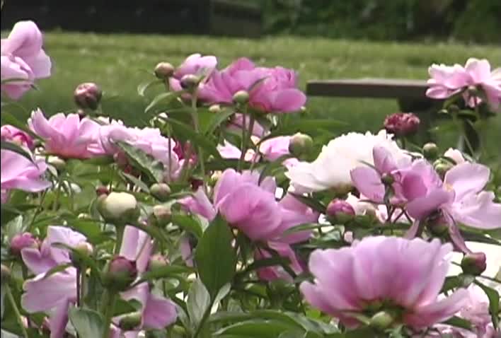 Thumbnail image for Peony Fest - 06/09/2012