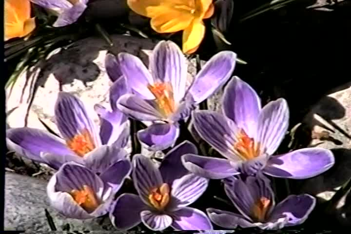 Thumbnail image for Early Springtime B'Ville