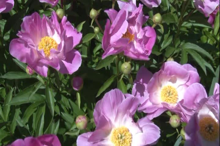 Thumbnail image for Peonies by Joe - 2020
